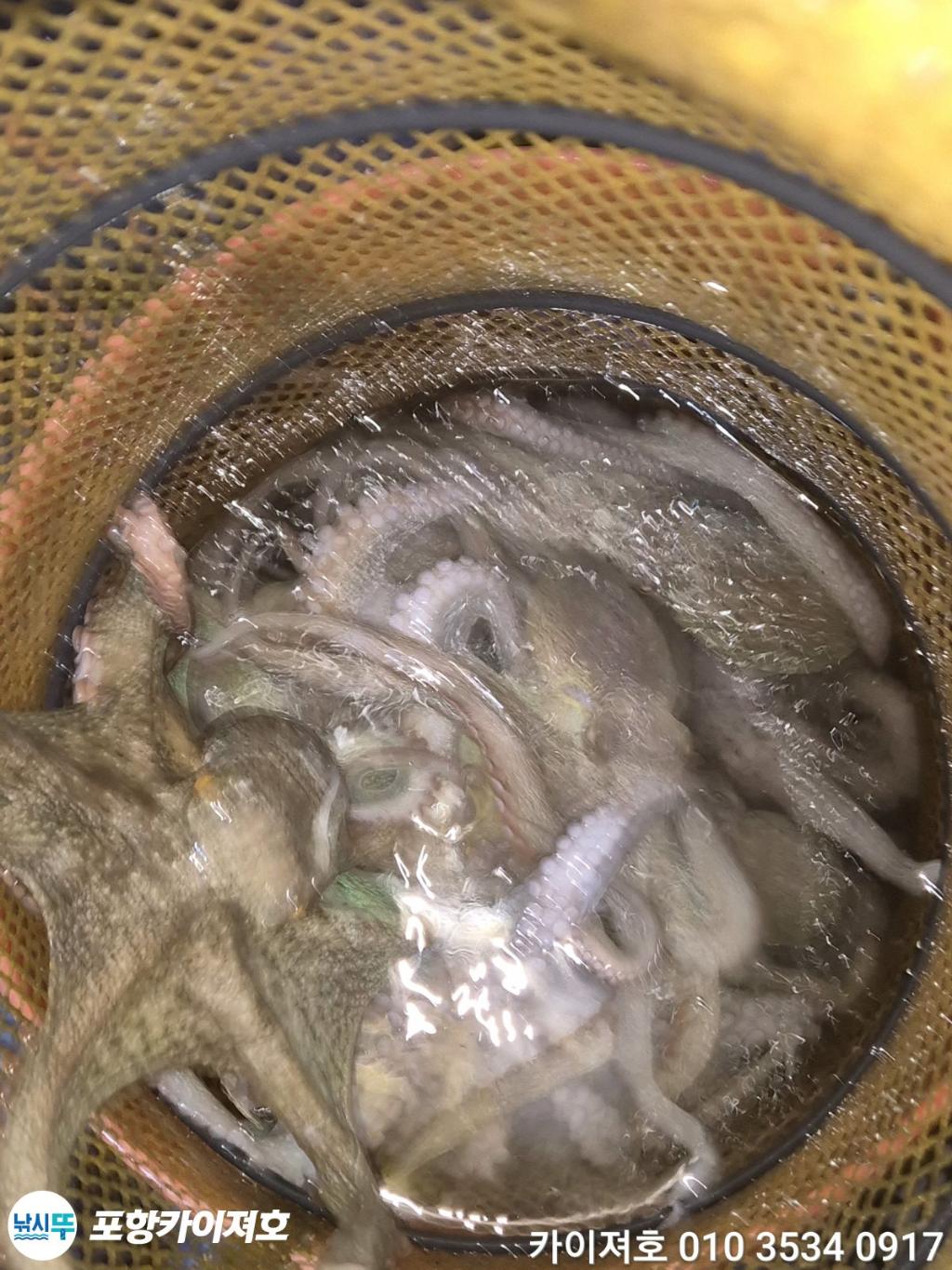 낚시뚜,기타 (직접입력),영일만항,포항카이져호,낚시뚜38