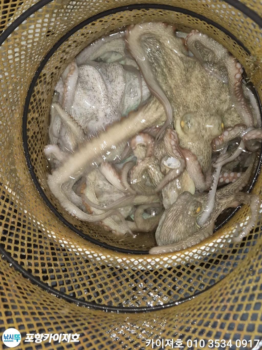 낚시뚜,기타 (직접입력),영일만항,포항카이져호,낚시뚜36