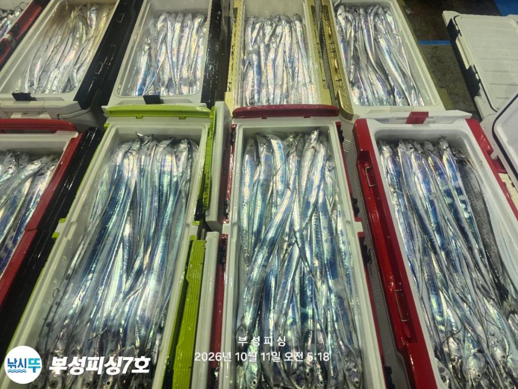 낚시뚜,갈치,통영영운리항,부성피싱7호,낚시뚜33