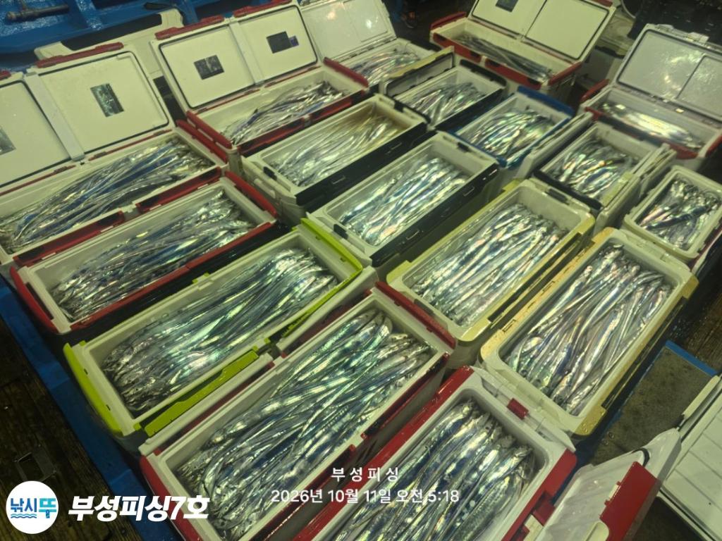 낚시뚜,갈치,통영영운리항,부성피싱7호,낚시뚜32
