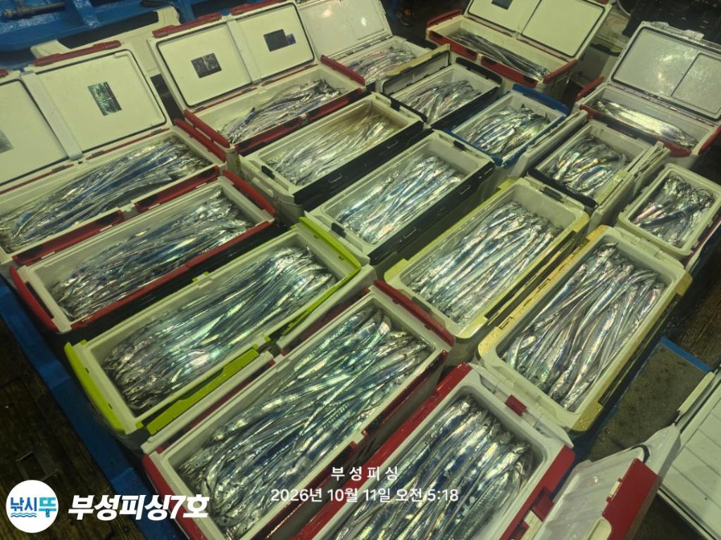 낚시뚜,갈치,통영영운리항,부성피싱7호,낚시뚜31