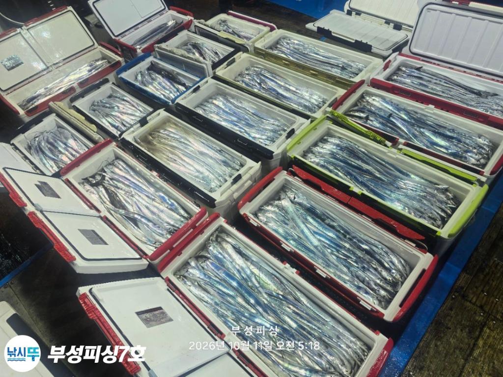 낚시뚜,갈치,통영영운리항,부성피싱7호,낚시뚜29