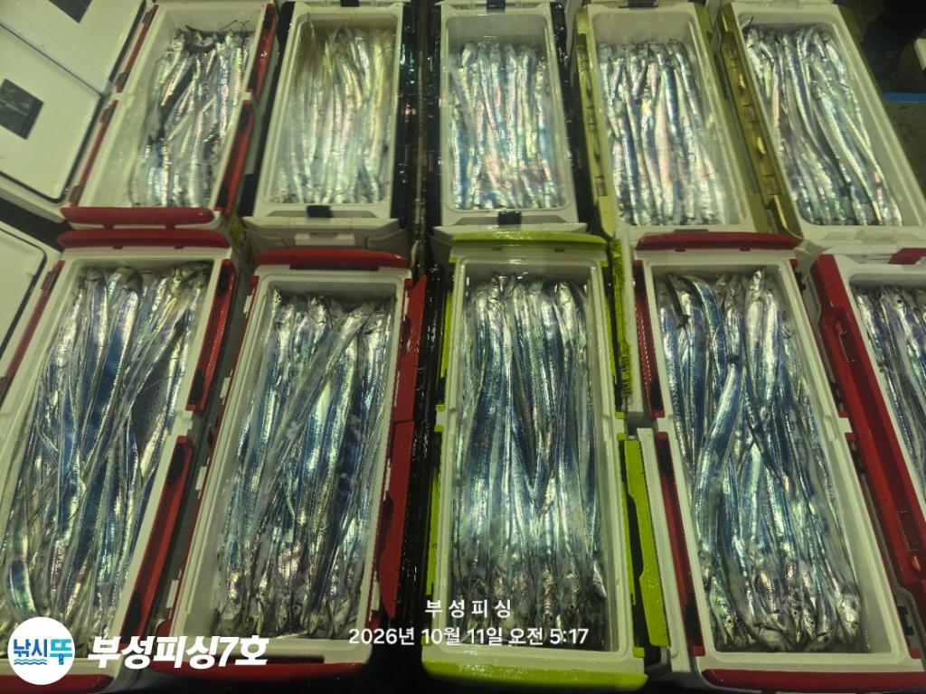 낚시뚜,갈치,통영영운리항,부성피싱7호,낚시뚜28