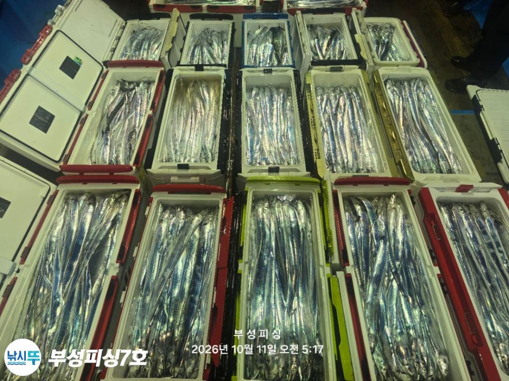 낚시뚜,갈치,통영영운리항,부성피싱7호,낚시뚜26