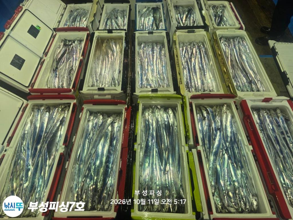 낚시뚜,갈치,통영영운리항,부성피싱7호,낚시뚜27