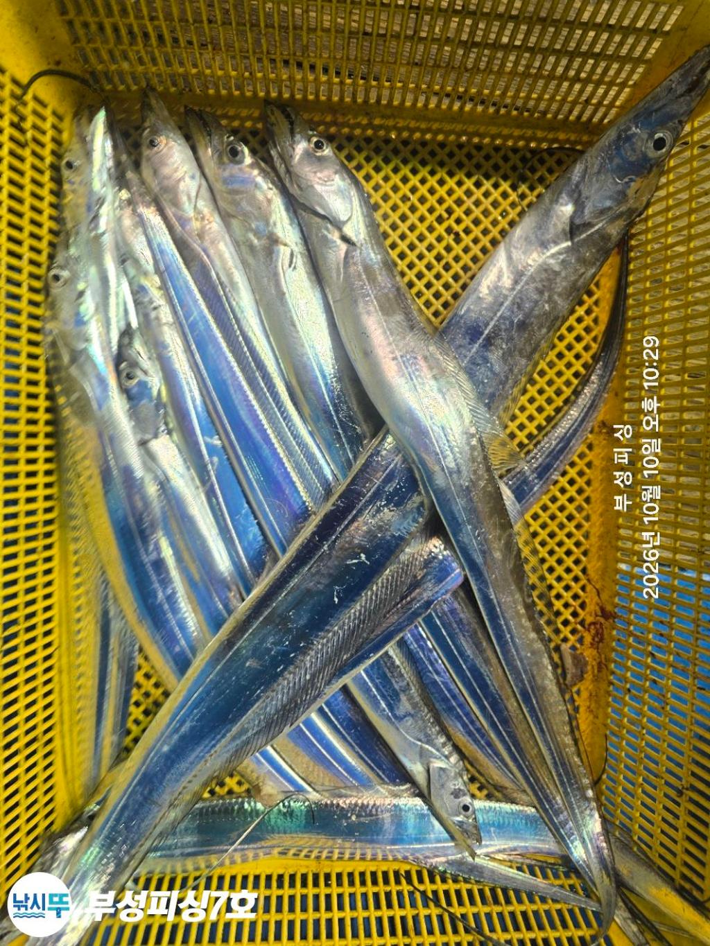 낚시뚜,갈치,통영영운리항,부성피싱7호,낚시뚜24