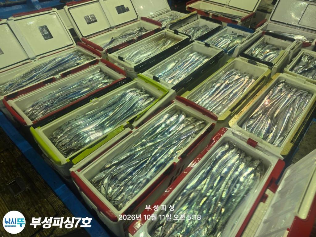 낚시뚜,갈치,통영영운리항,부성피싱7호,낚시뚜2