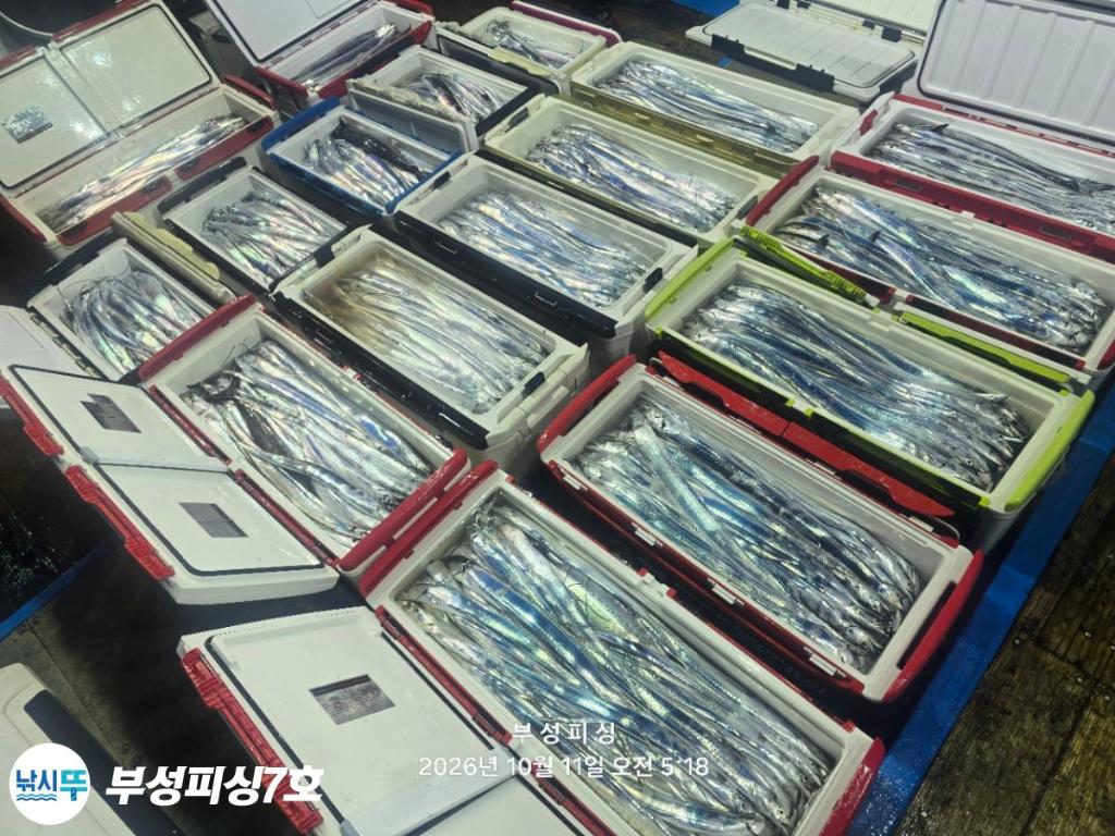 낚시뚜,갈치,통영영운리항,부성피싱7호,낚시뚜1