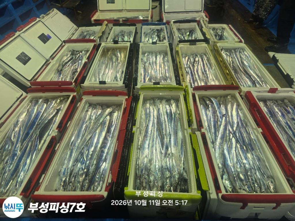 낚시뚜,갈치,통영영운리항,부성피싱7호,낚시뚜0