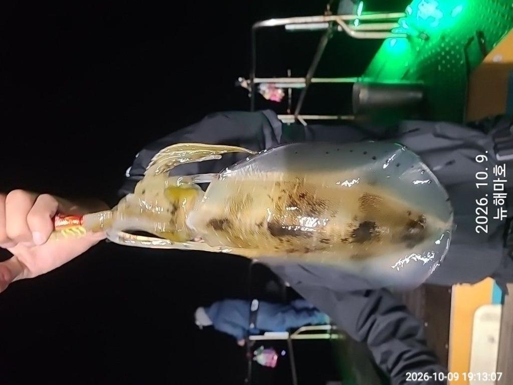 낚시뚜,무늬오징어,영일만항,뉴해마호,낚시뚜13