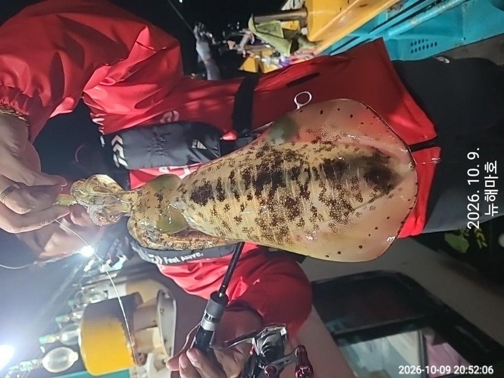 낚시뚜,무늬오징어,영일만항,뉴해마호,낚시뚜8