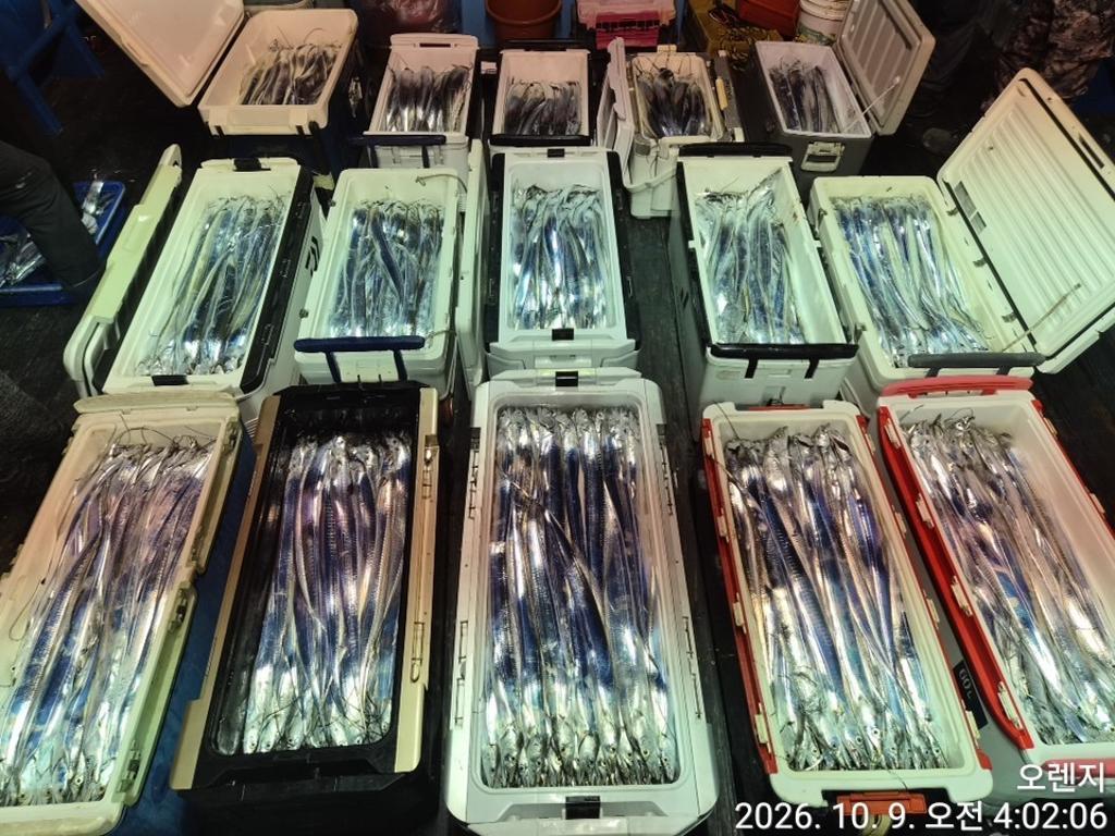낚시뚜,갈치,삼포항,삼포대교낚시,낚시뚜13