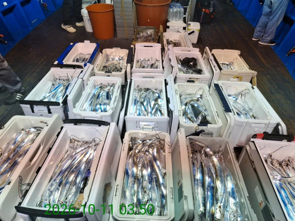 낚시뚜,갈치,삼포항,삼포대교낚시,낚시뚜17