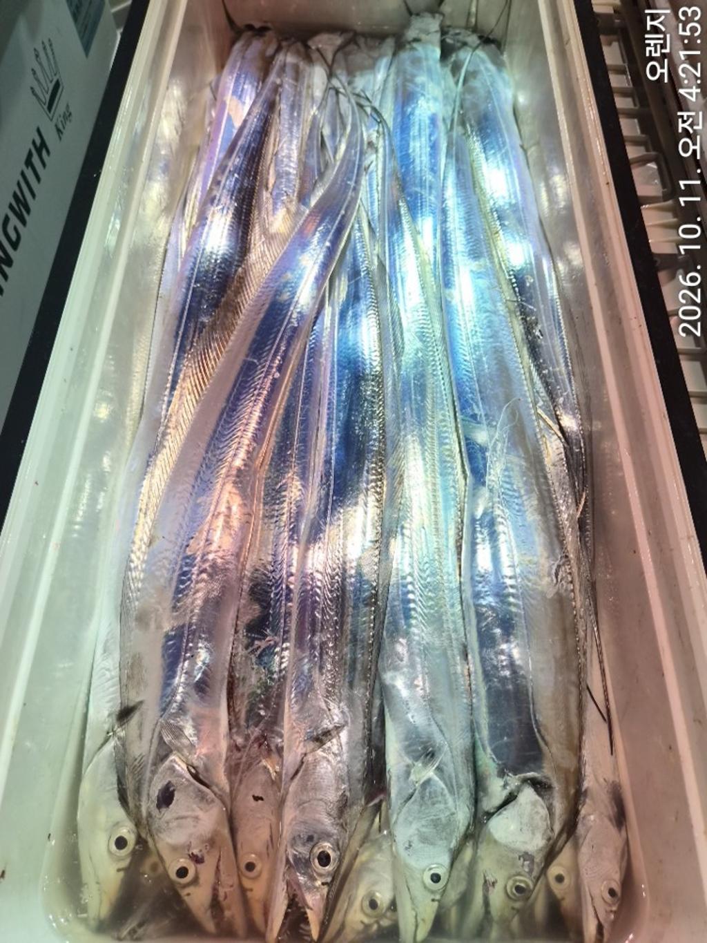 낚시뚜,갈치,삼포항,삼포대교낚시,낚시뚜26
