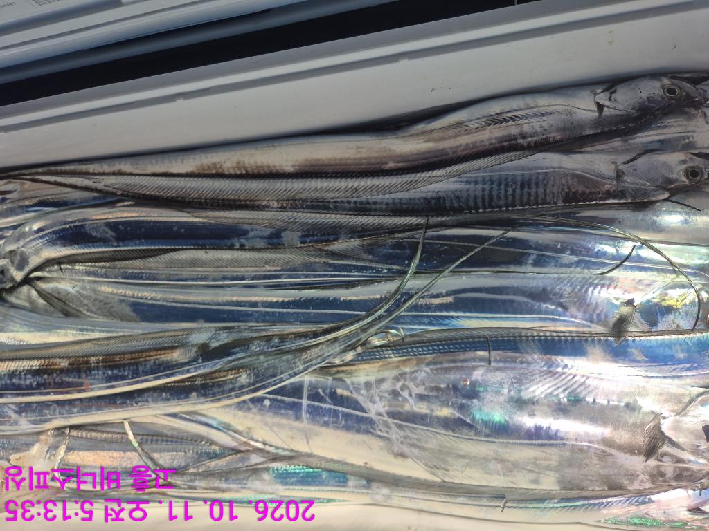 낚시뚜,,녹동항,비너스피싱,낚시뚜16