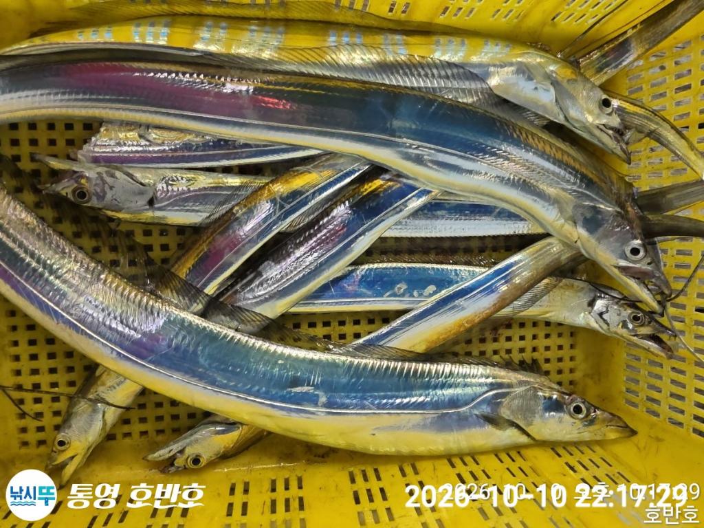 낚시뚜,갈치,통영 신전항,통영호반호,낚시뚜51