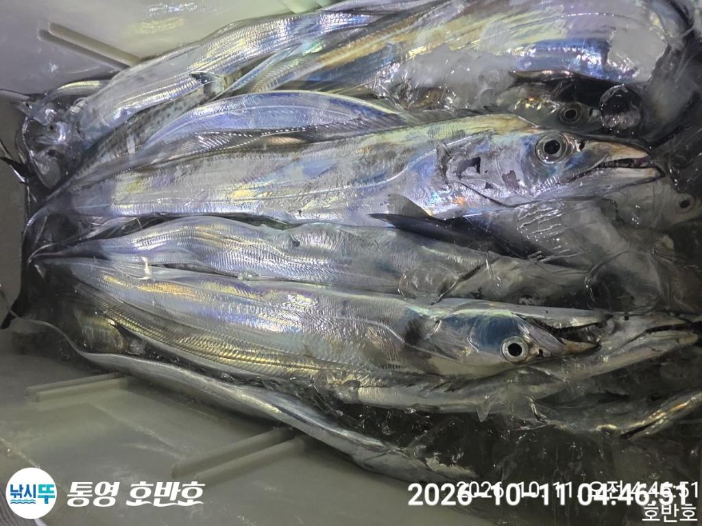 낚시뚜,갈치,통영 신전항,통영호반호,낚시뚜44