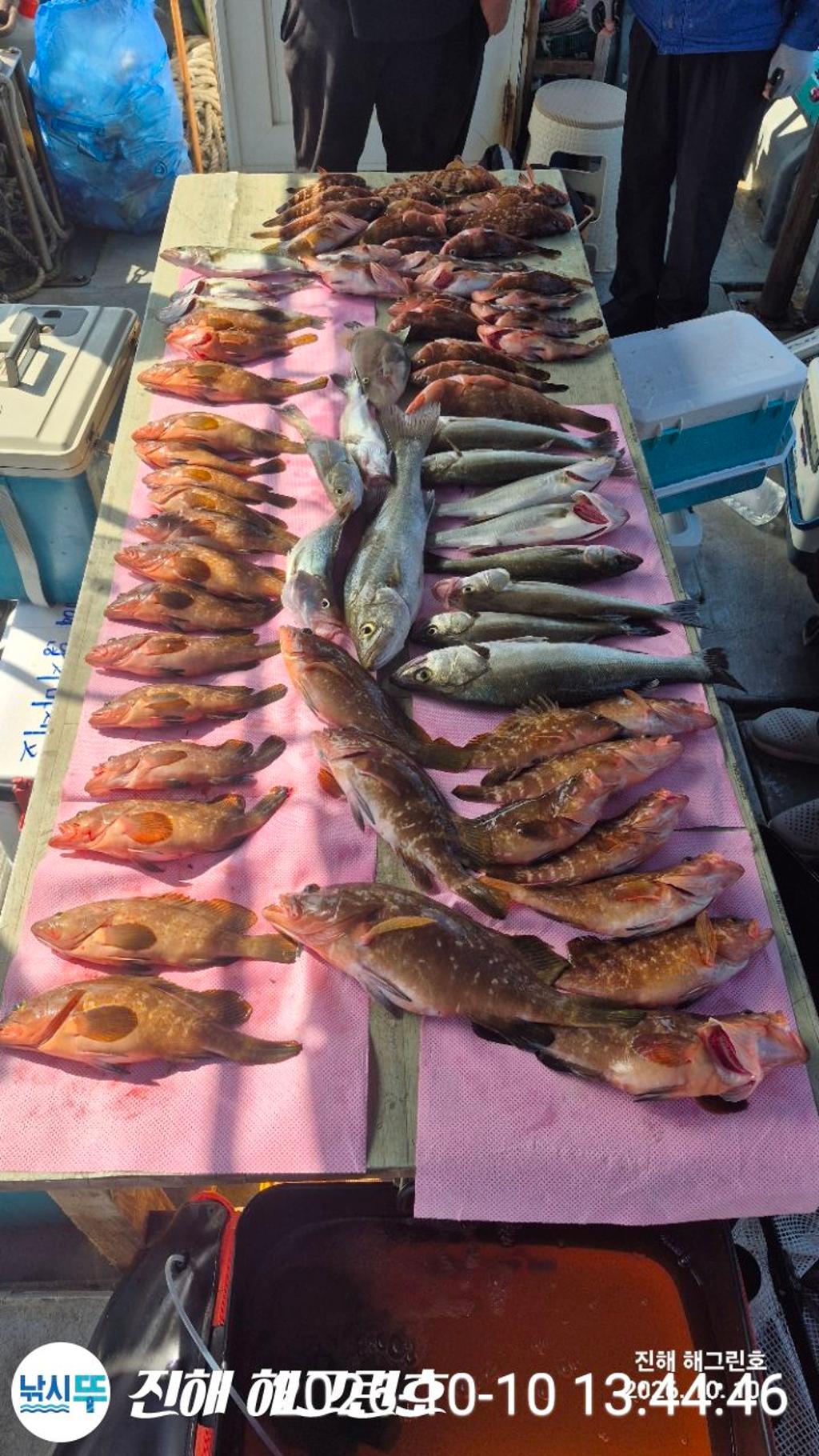 낚시뚜,농어,능성어,삼포항,진해 해그린호,낚시뚜2