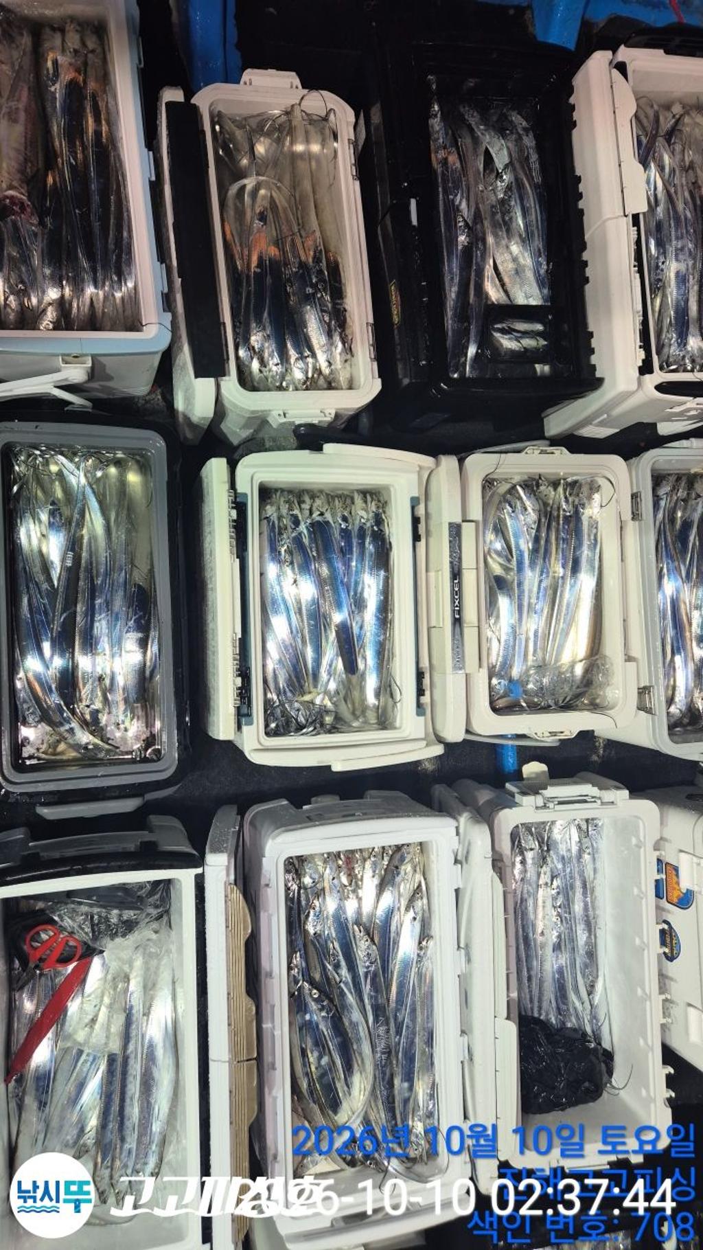 낚시뚜,갈치,속천항(진해),고고피싱호,낚시뚜12