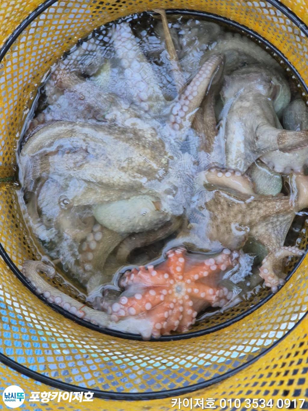낚시뚜,돌문어,영일만항,포항카이져호,낚시뚜66