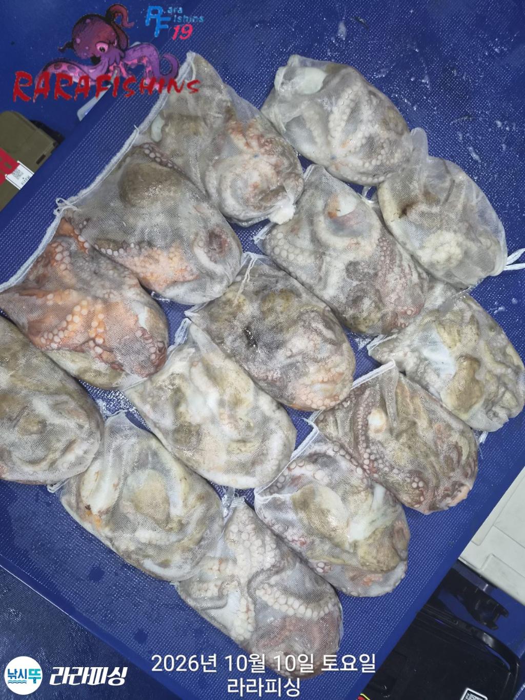 낚시뚜,돌문어,속천항(진해),라라피싱,낚시뚜16