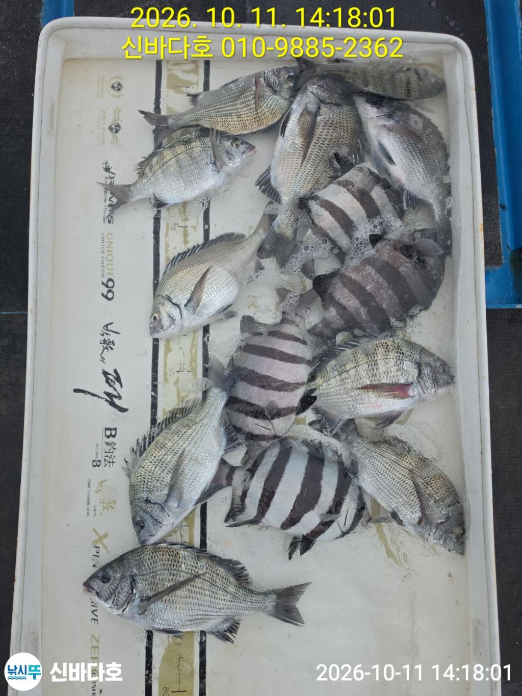 낚시뚜,감성돔,돌돔,해남 어란진항,신바다호,낚시뚜7