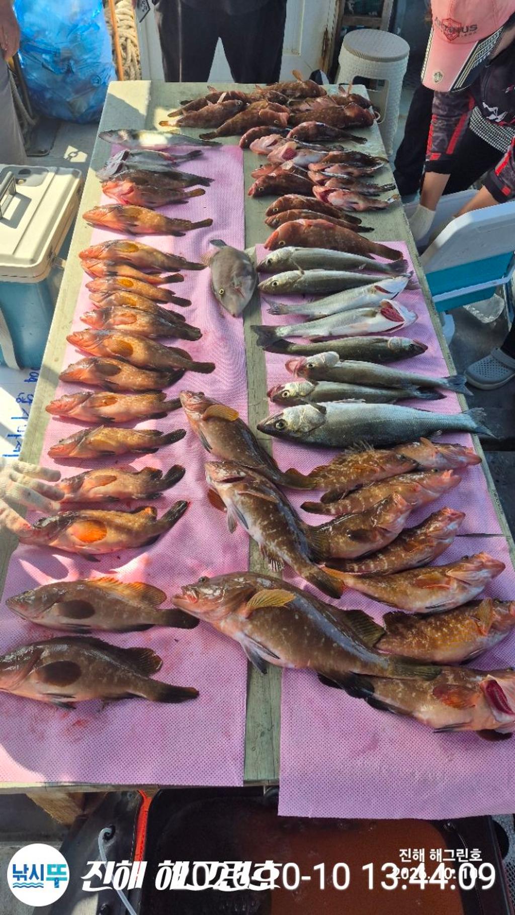 낚시뚜,농어,기타 어종,삼포항,진해 해그린호,낚시뚜16