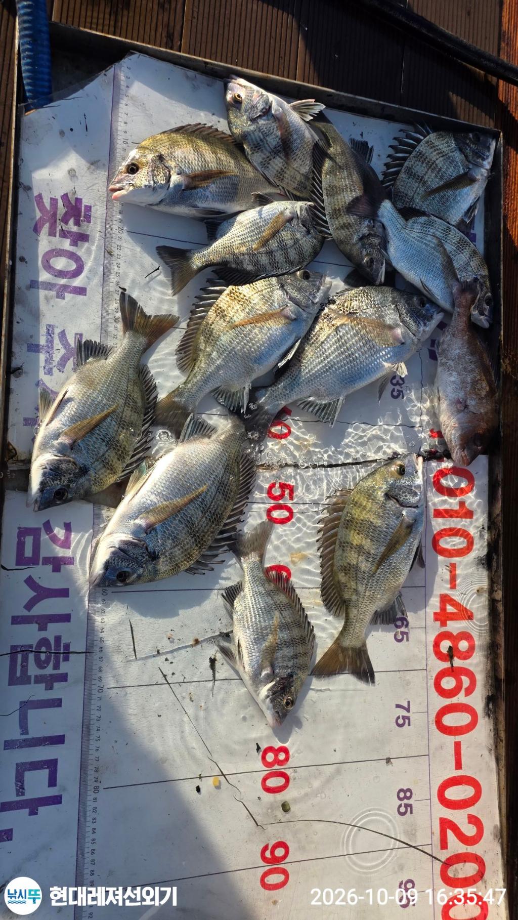 낚시뚜,감성돔,갑오징어,돌돔,풍화상장마을,통영 현대레져선외기,낚시뚜3