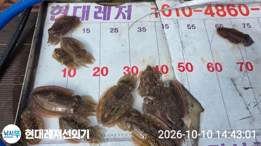 낚시뚜,감성돔,갑오징어,돌돔,풍화상장마을,통영 현대레져선외기,낚시뚜2