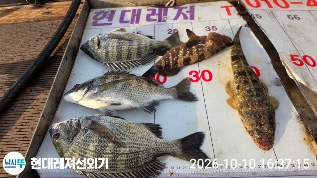 낚시뚜,감성돔,갑오징어,돌돔,풍화상장마을,통영 현대레져선외기,낚시뚜1