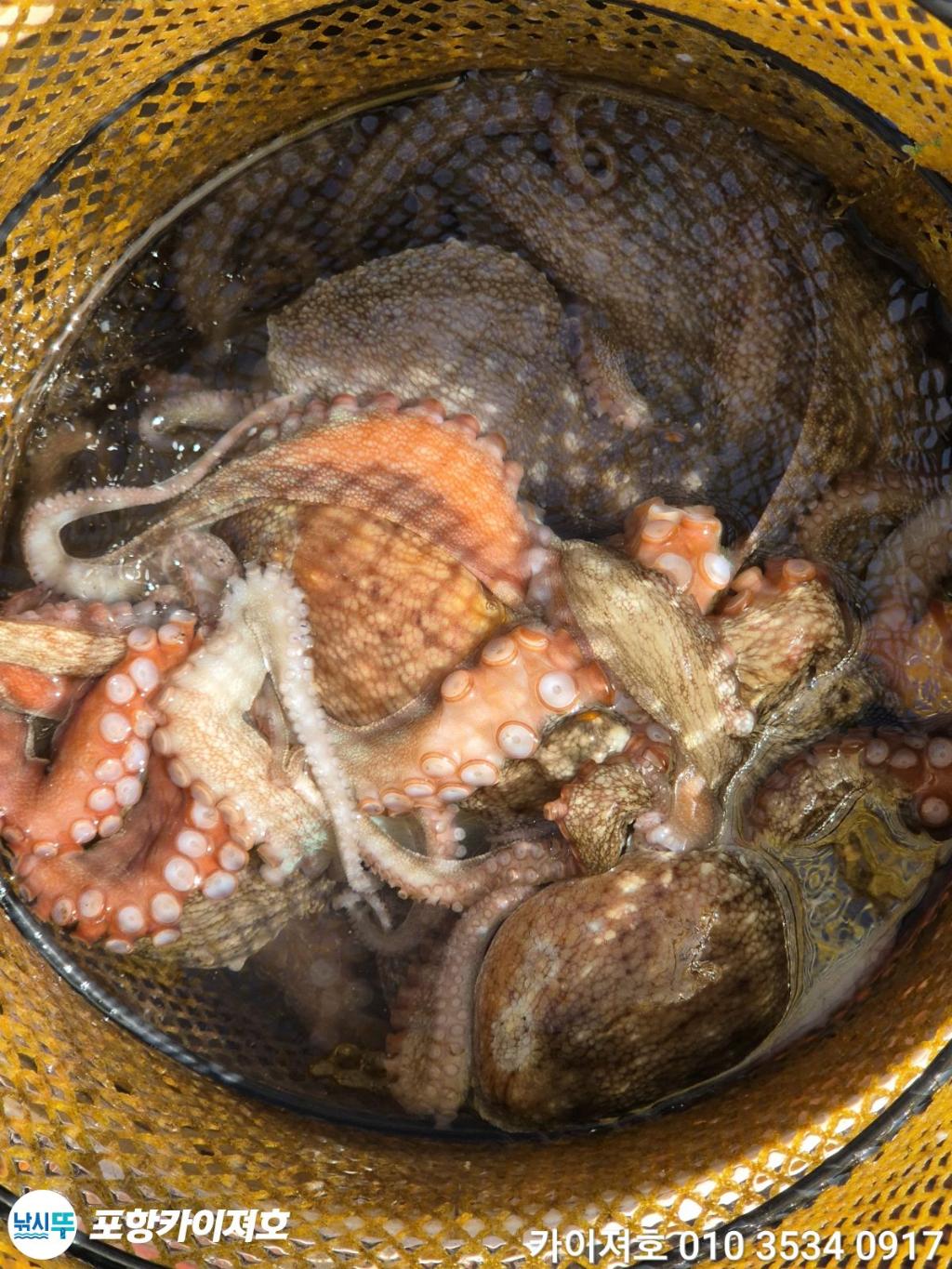 낚시뚜,기타 (직접입력),영일만항,포항카이져호,낚시뚜52