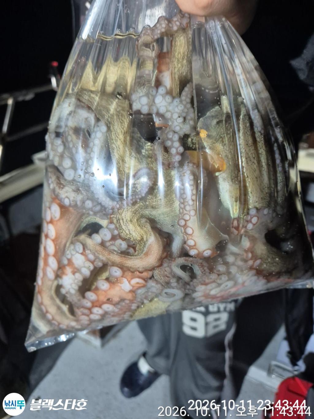 낚시뚜,돌문어,삼천포 팔포항,삼천포 블랙스타,낚시뚜2