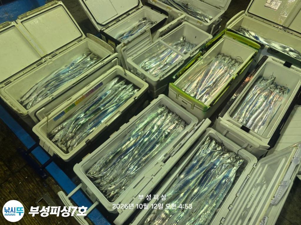 낚시뚜,갈치,통영영운리항,부성피싱7호,낚시뚜25