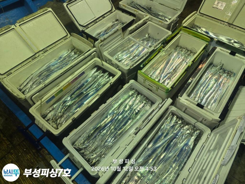 낚시뚜,갈치,통영영운리항,부성피싱7호,낚시뚜24