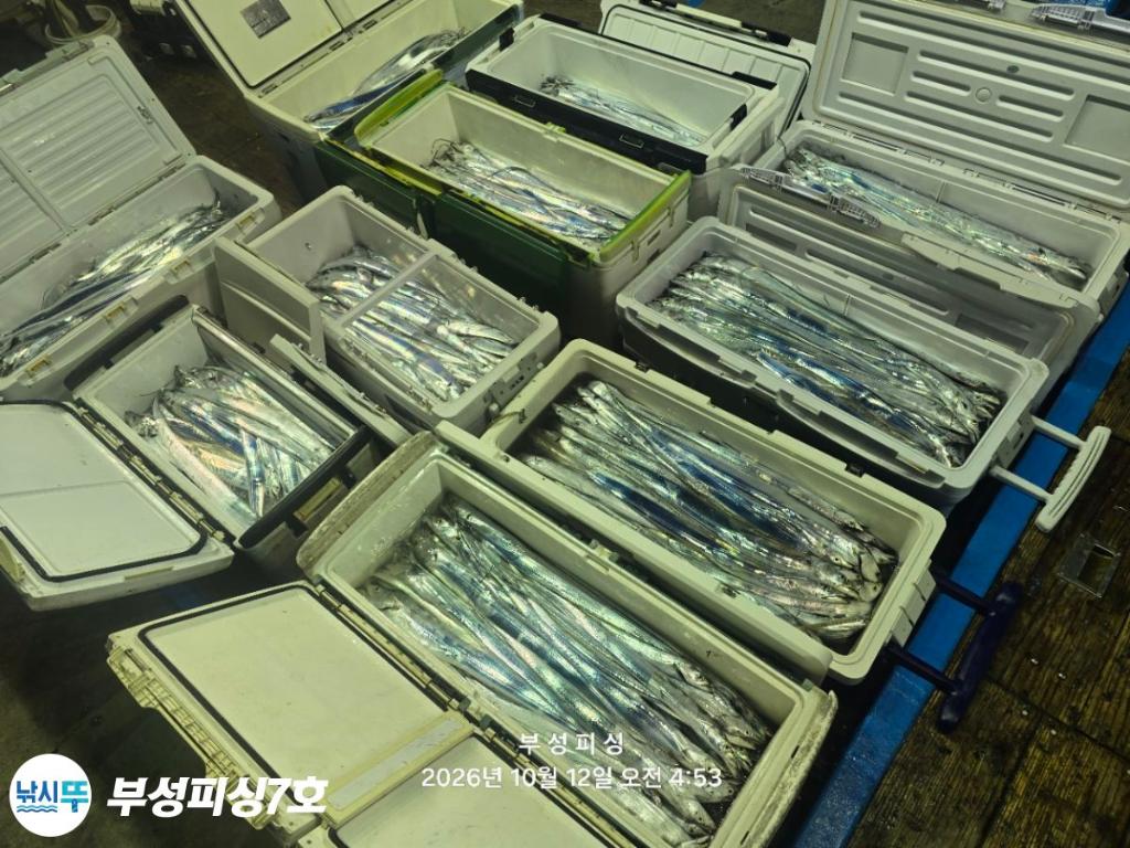 낚시뚜,갈치,통영영운리항,부성피싱7호,낚시뚜23