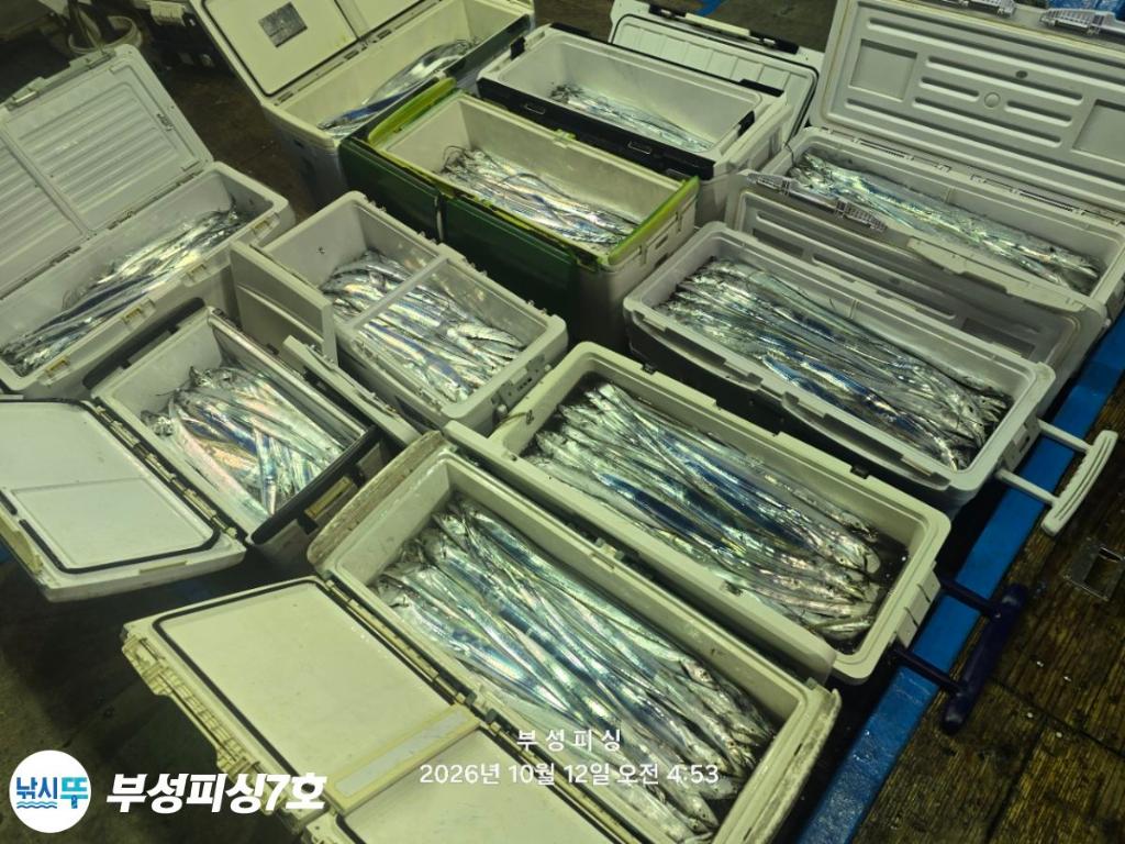 낚시뚜,갈치,통영영운리항,부성피싱7호,낚시뚜22