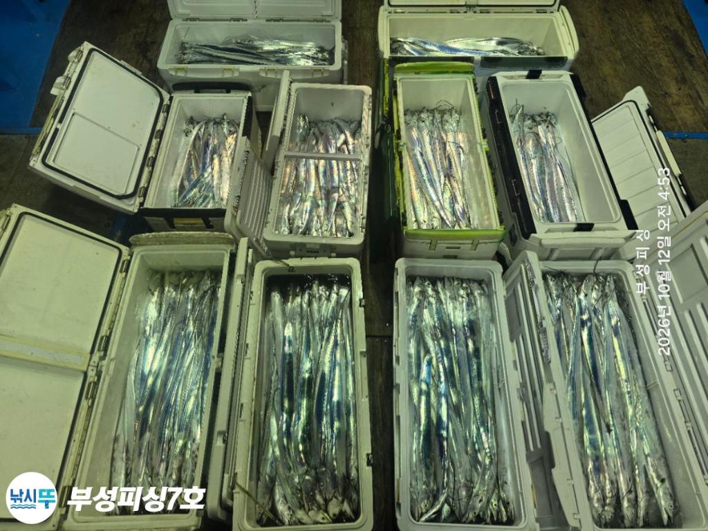 낚시뚜,갈치,통영영운리항,부성피싱7호,낚시뚜21