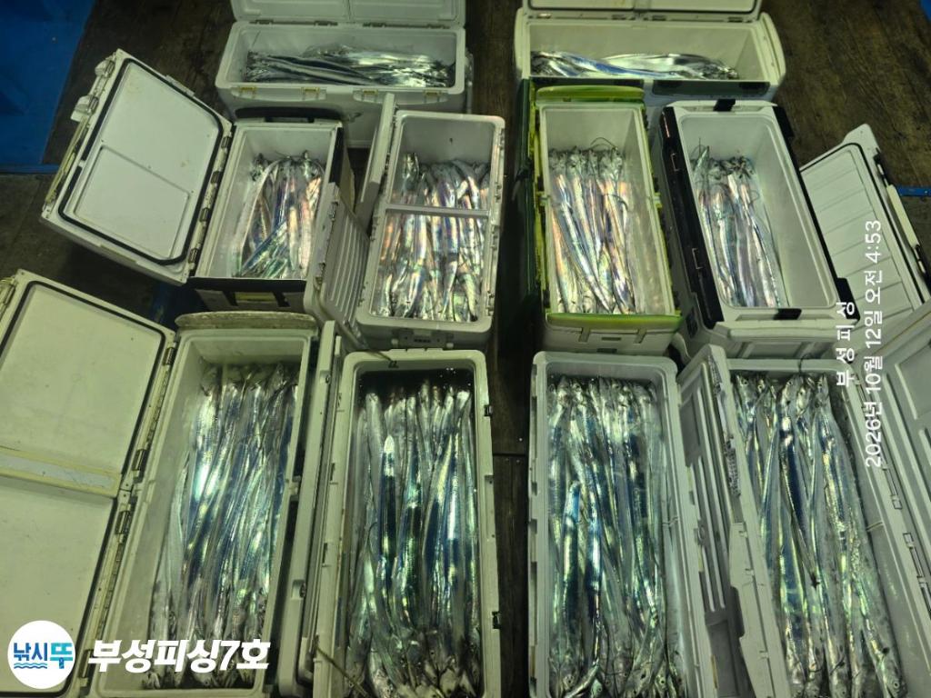 낚시뚜,갈치,통영영운리항,부성피싱7호,낚시뚜20