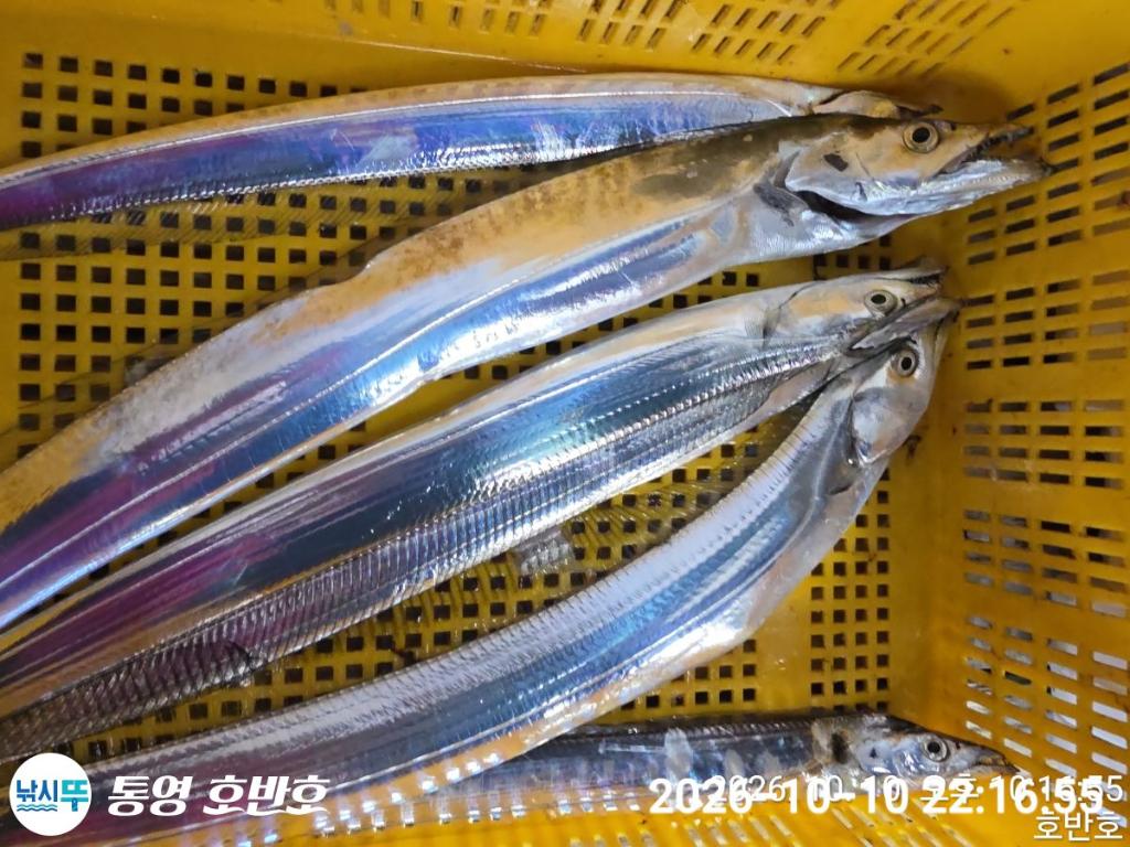 낚시뚜,갈치,통영 신전항,통영호반호,낚시뚜40