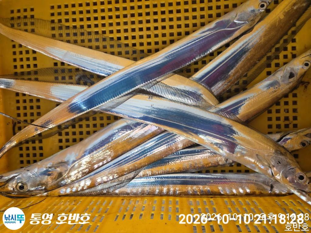 낚시뚜,갈치,통영 신전항,통영호반호,낚시뚜39