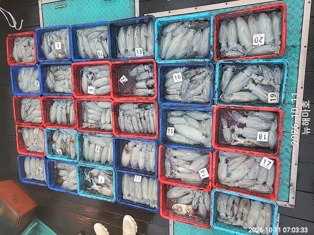 낚시뚜,무늬오징어,영일만항,뉴해마호,낚시뚜1
