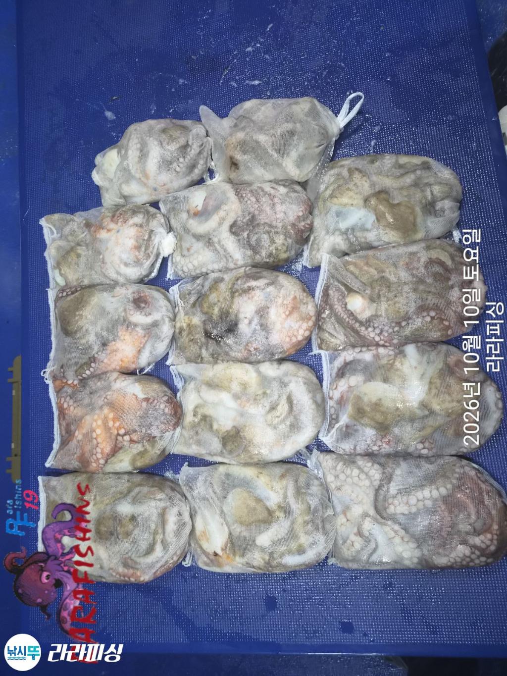 낚시뚜,돌문어,속천항(진해),라라피싱,낚시뚜10