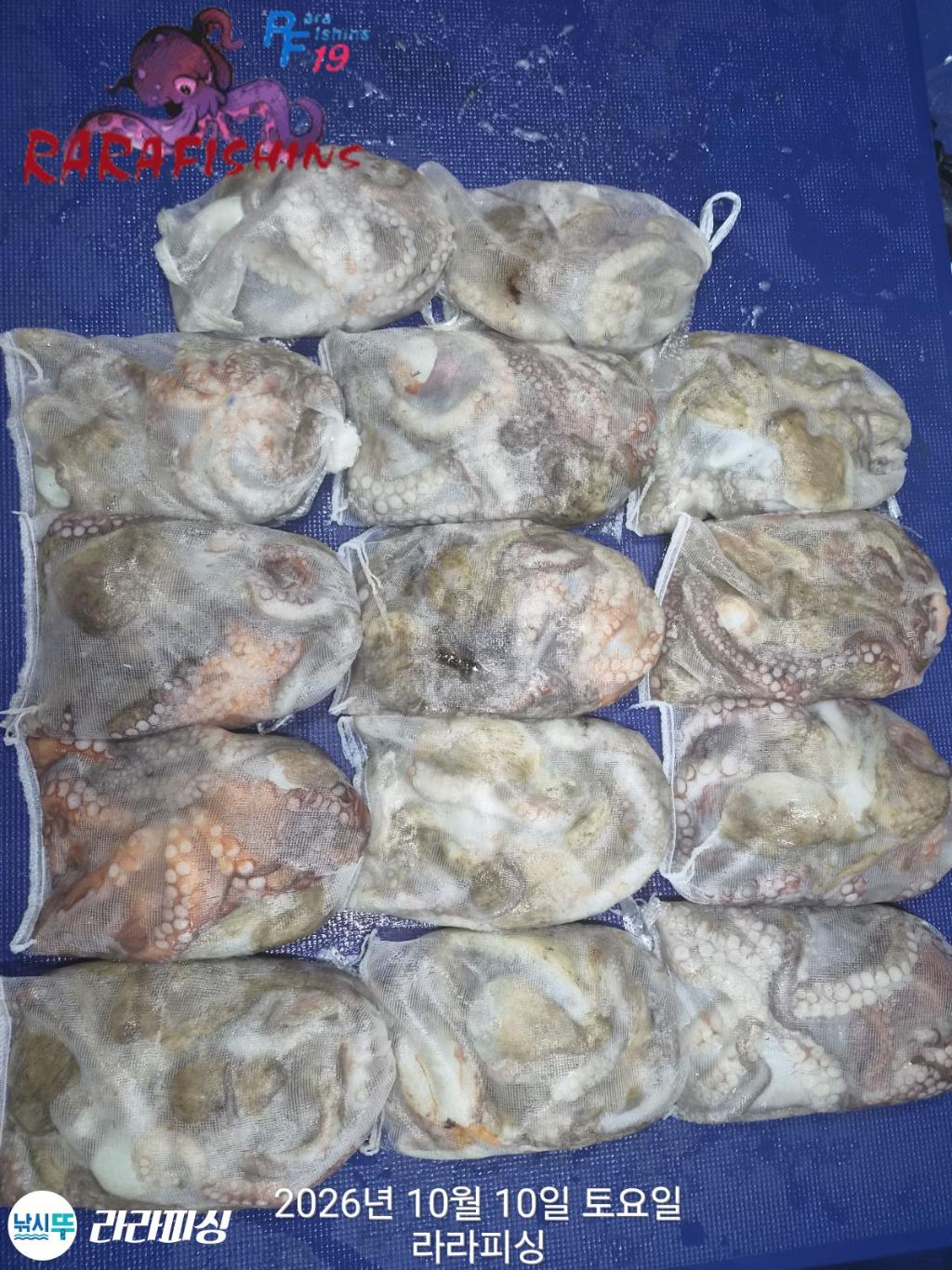 낚시뚜,돌문어,속천항(진해),라라피싱,낚시뚜0