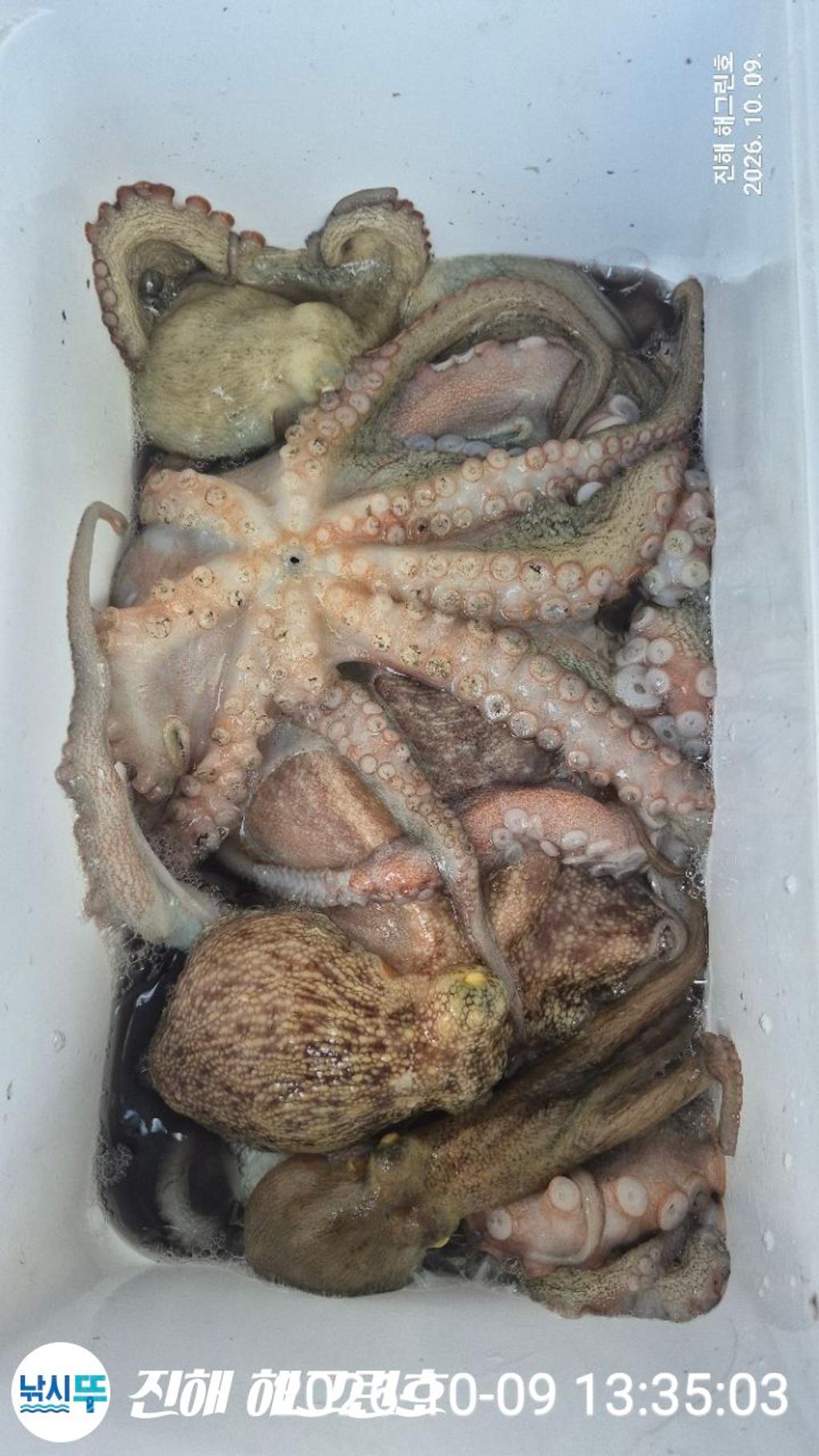 낚시뚜,돌문어,삼포항,진해 해그린호,낚시뚜7