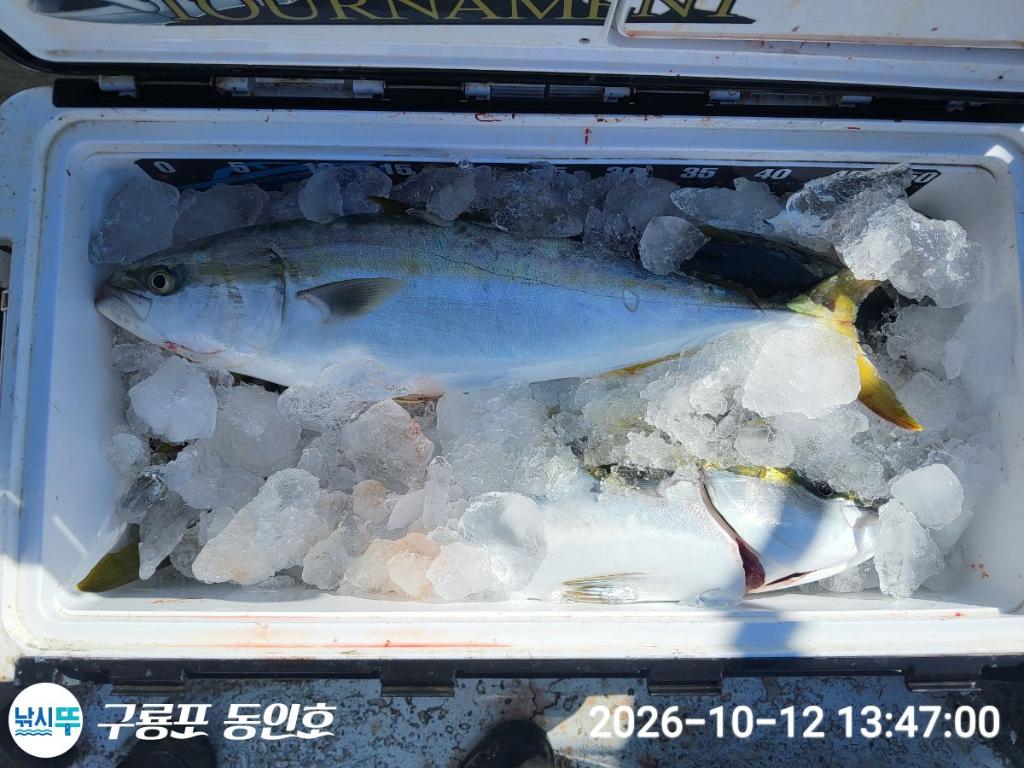 낚시뚜,방어,삼치,구룡포항,구룡포 동인호,낚시뚜15