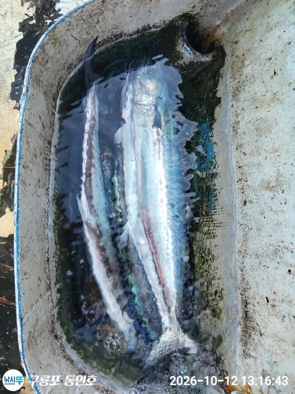 낚시뚜,방어,삼치,구룡포항,구룡포 동인호,낚시뚜7
