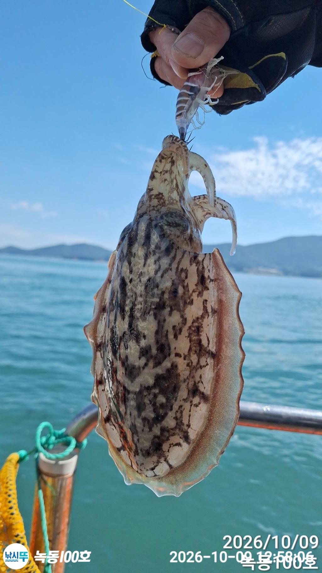 낚시뚜,갑오징어,돌문어,녹동항,녹동100호,낚시뚜8