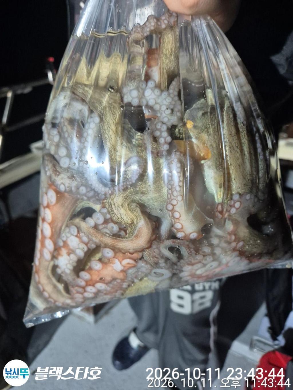 낚시뚜,돌문어,쭈꾸미,삼천포 팔포항,삼천포 블랙스타,낚시뚜0