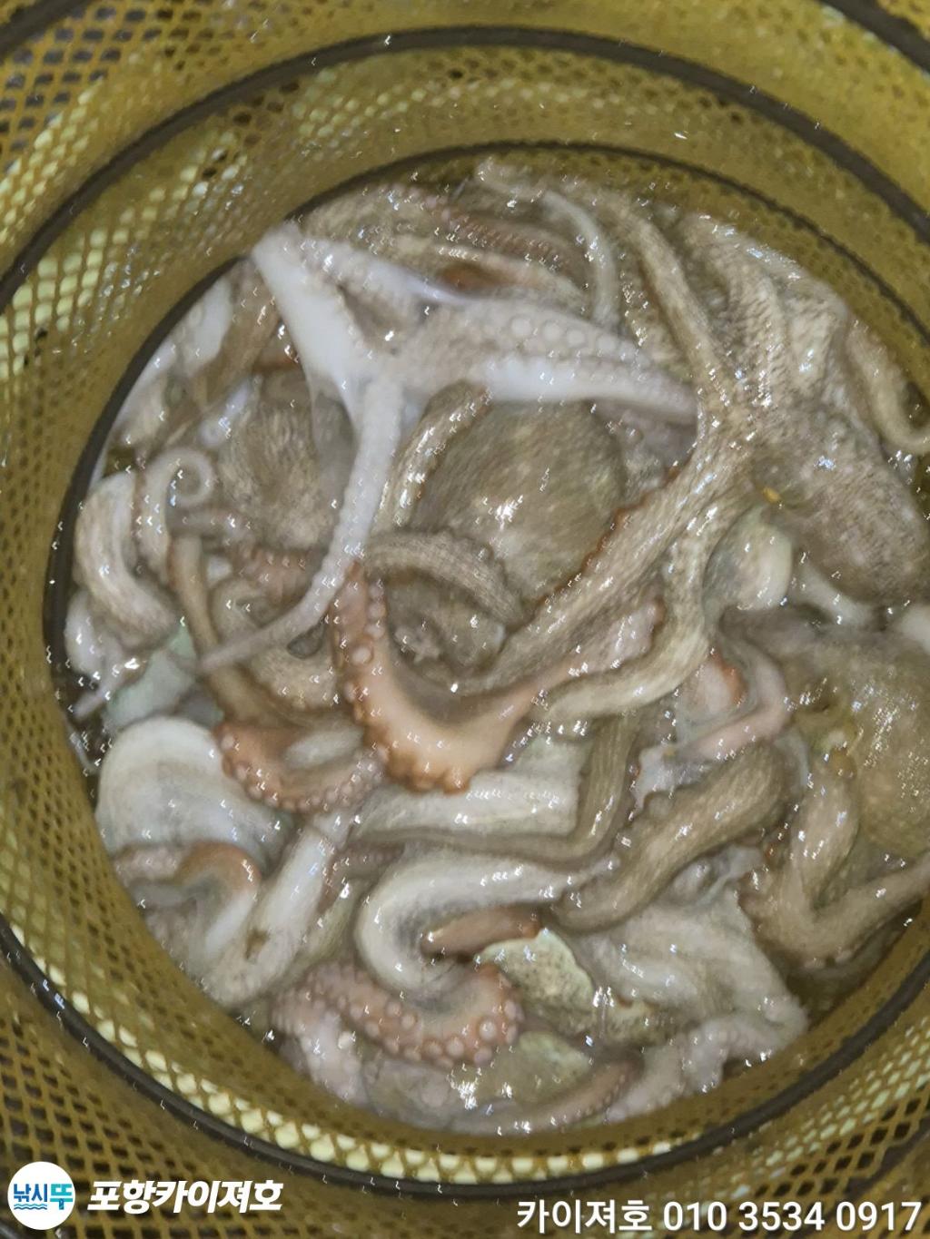 낚시뚜,기타 (직접입력),영일만항,포항카이져호,낚시뚜43