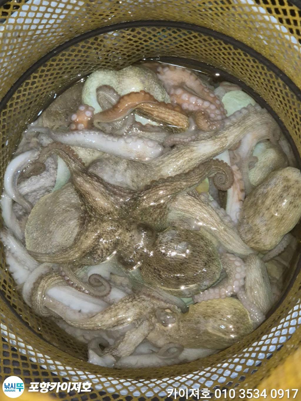 낚시뚜,기타 (직접입력),영일만항,포항카이져호,낚시뚜41